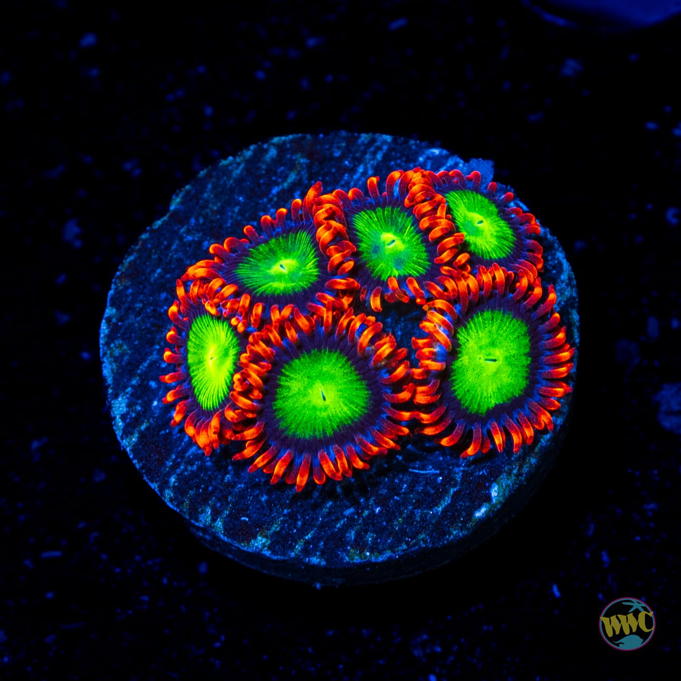 Goblins Fire Zoanthids - Daylight Photo