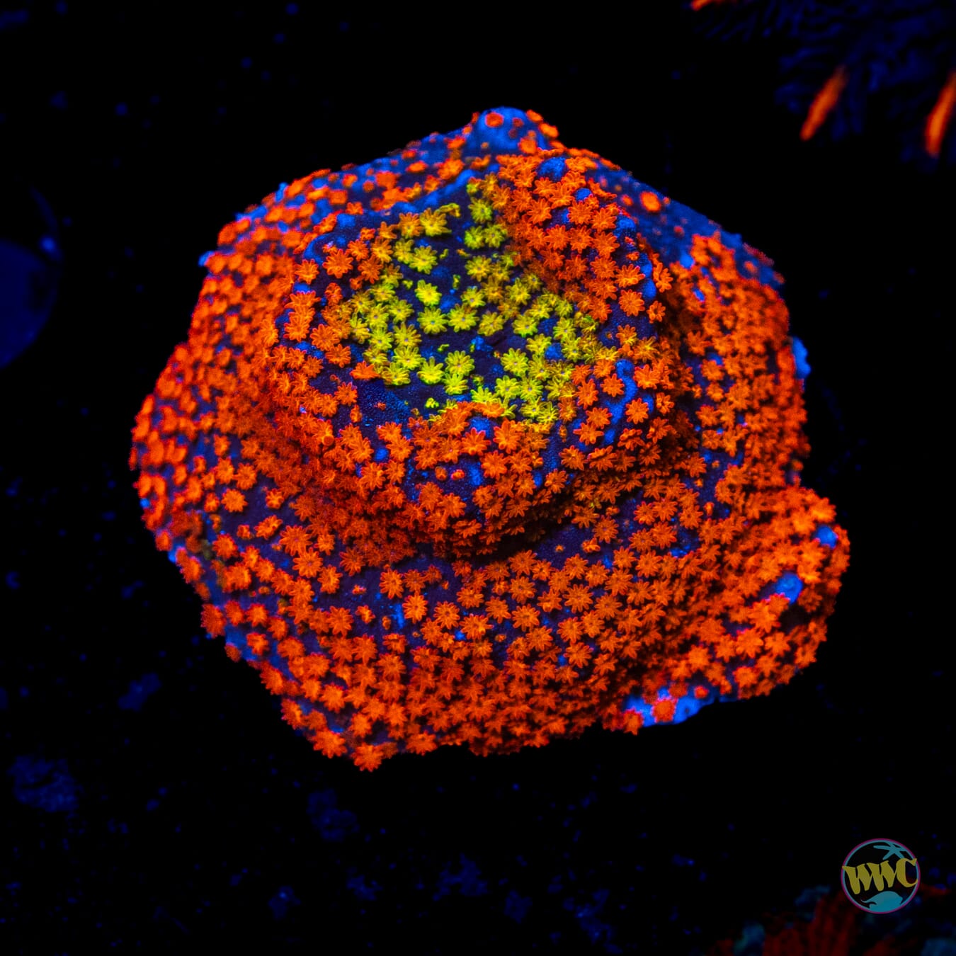 Rainbow Montipora - Daylight Photo
