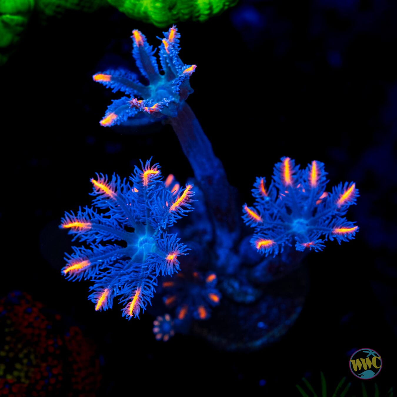 WWC Florida Squeeze Clove Polyps - Daylight Photo