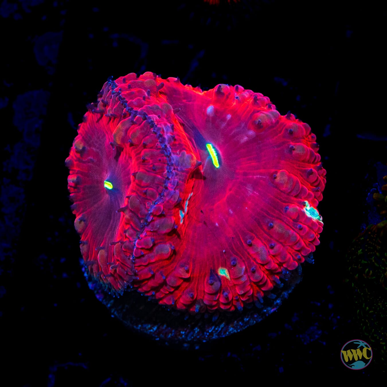 Grafted Bloodbath Blastomussa - Daylight Photo