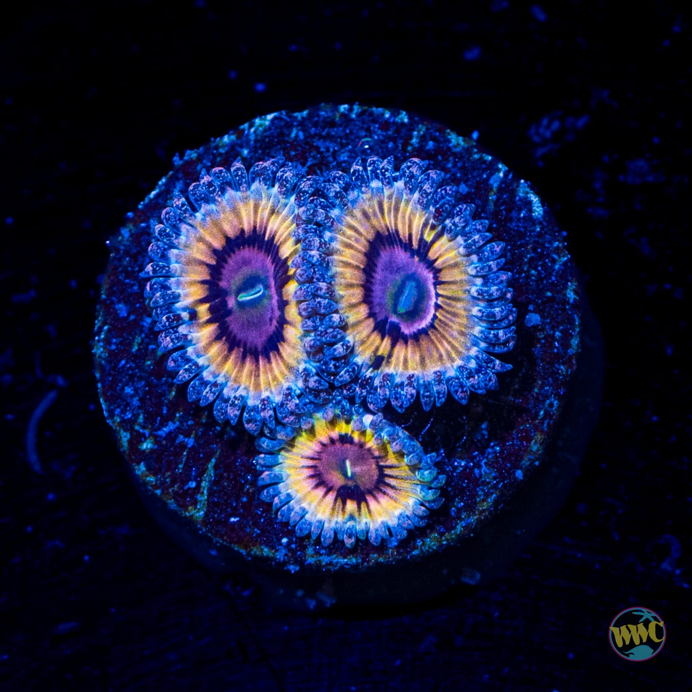 Queen Stratosphere Zoanthids - Daylight Photo