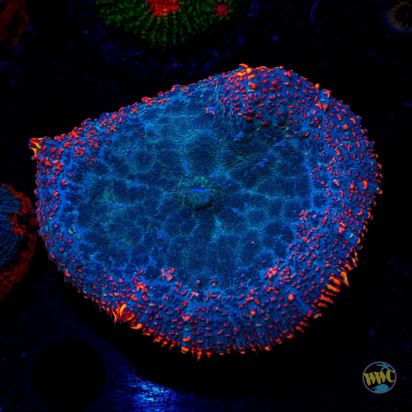 Ring of Fire Rhodactis Mushroom - Daylight Photo