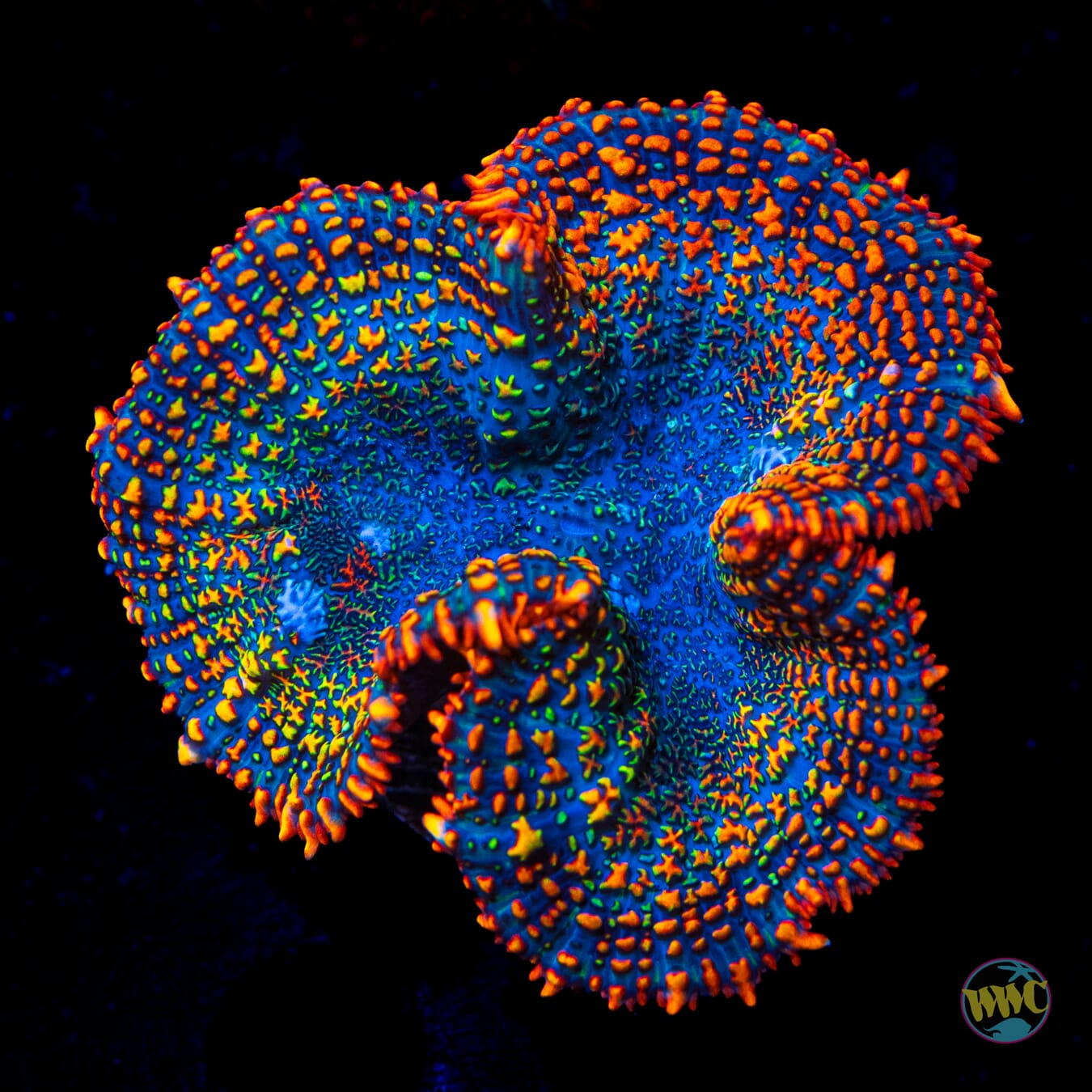 Maui Sunrise Rhodactis Mushroom - Daylight Photo