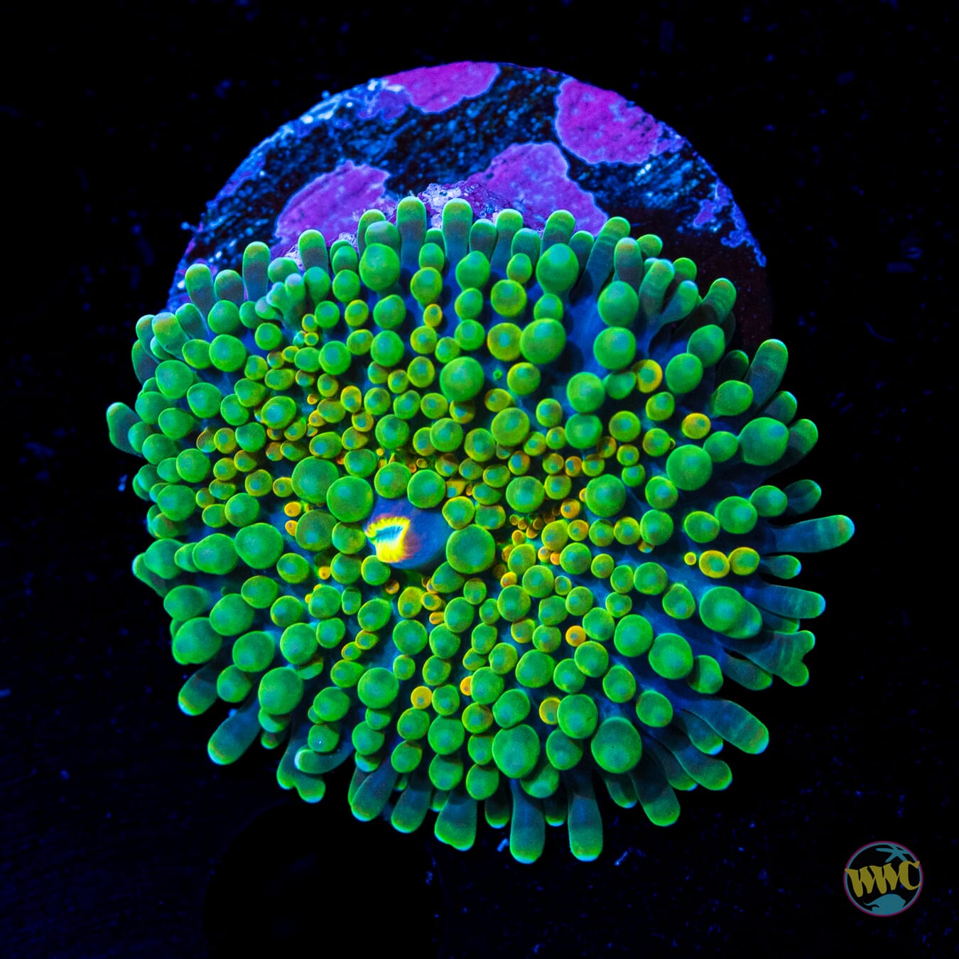Mojito Yuma Mushroom - Daylight Photo