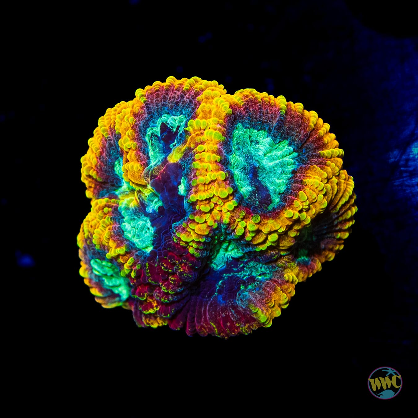 Yellow Submarine Favia - Daylight Photo