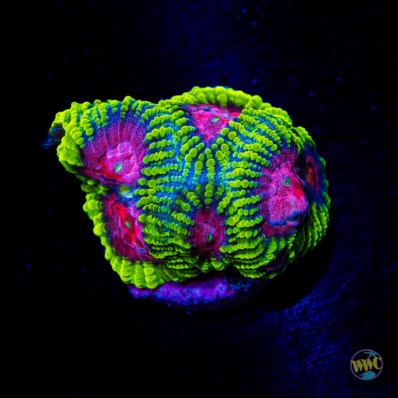 WWC Pinko De Gallo Favia - Daylight Photo