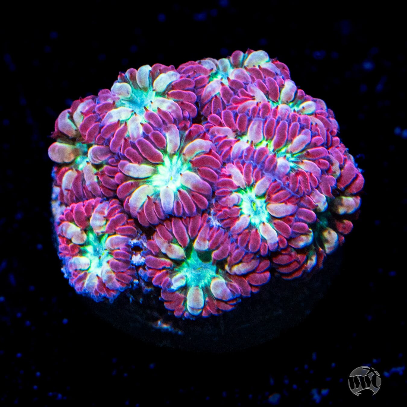 Twilight Merletti Blastomussa - Daylight Photo