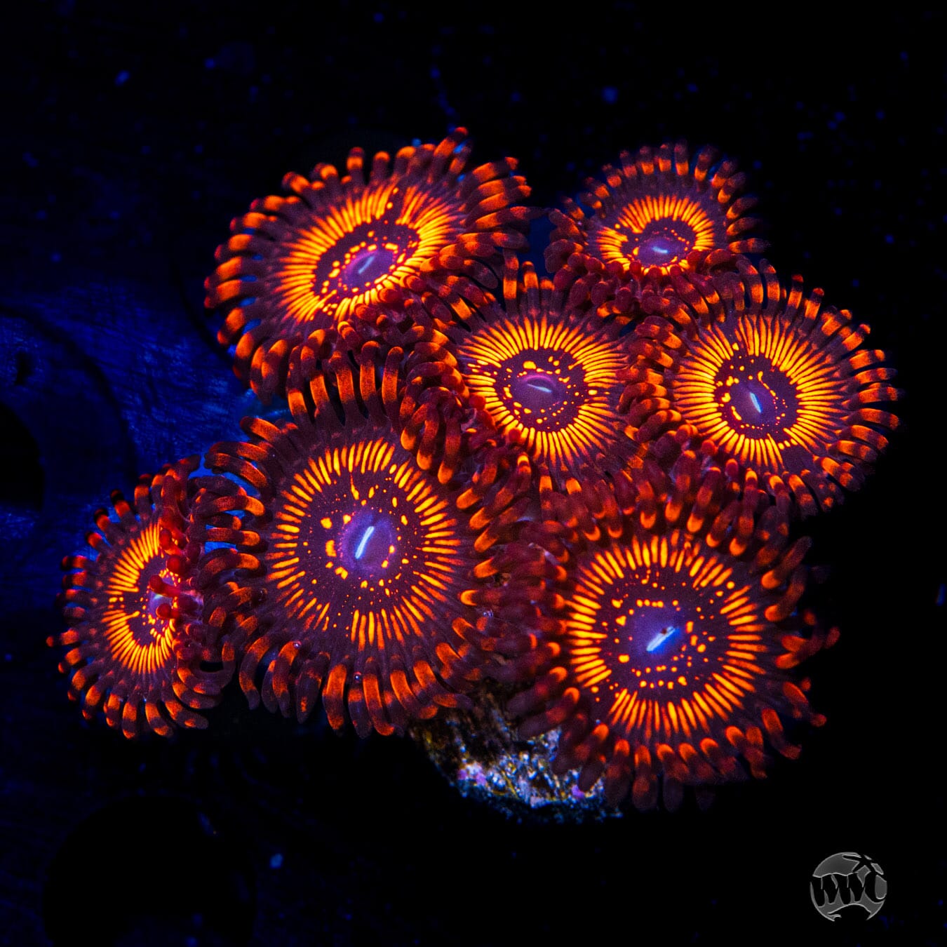 WWC Balrog Zoanthids - Daylight Photo