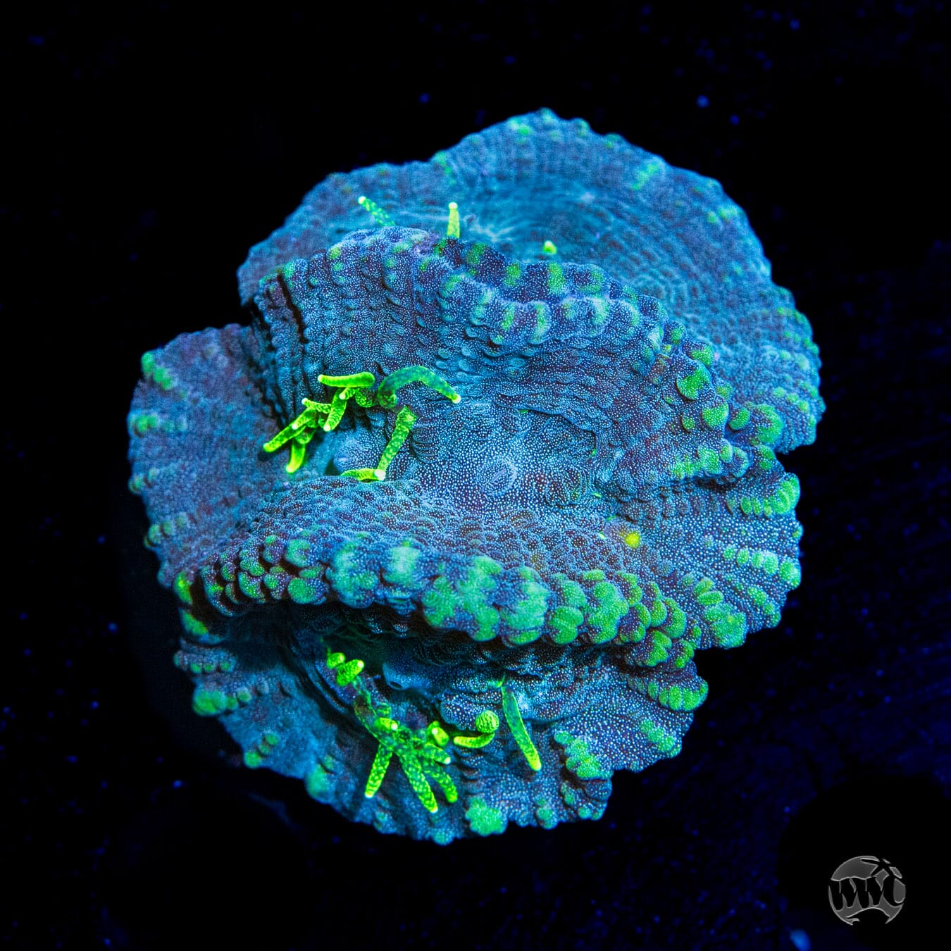 WWC Neon Polyp Oulophyllia - Daylight Photo