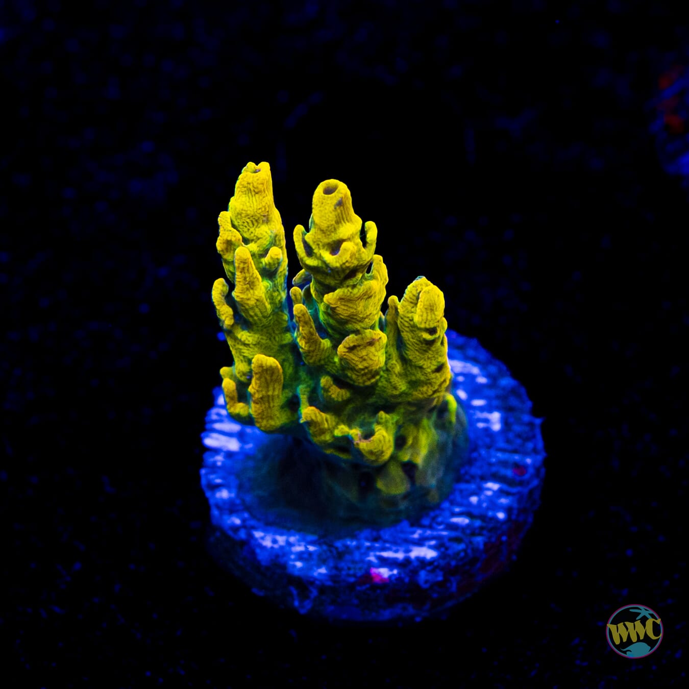 WWC Nuclear Fission Acropora