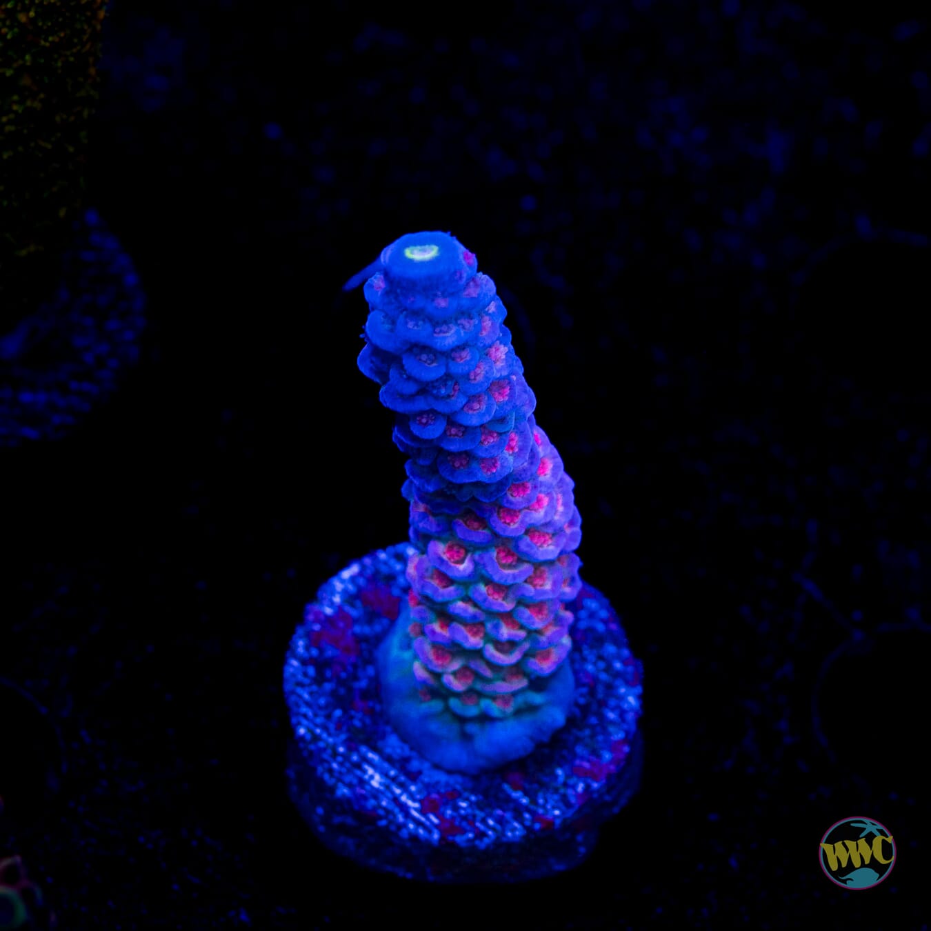Jason Fox Jolt Acropora