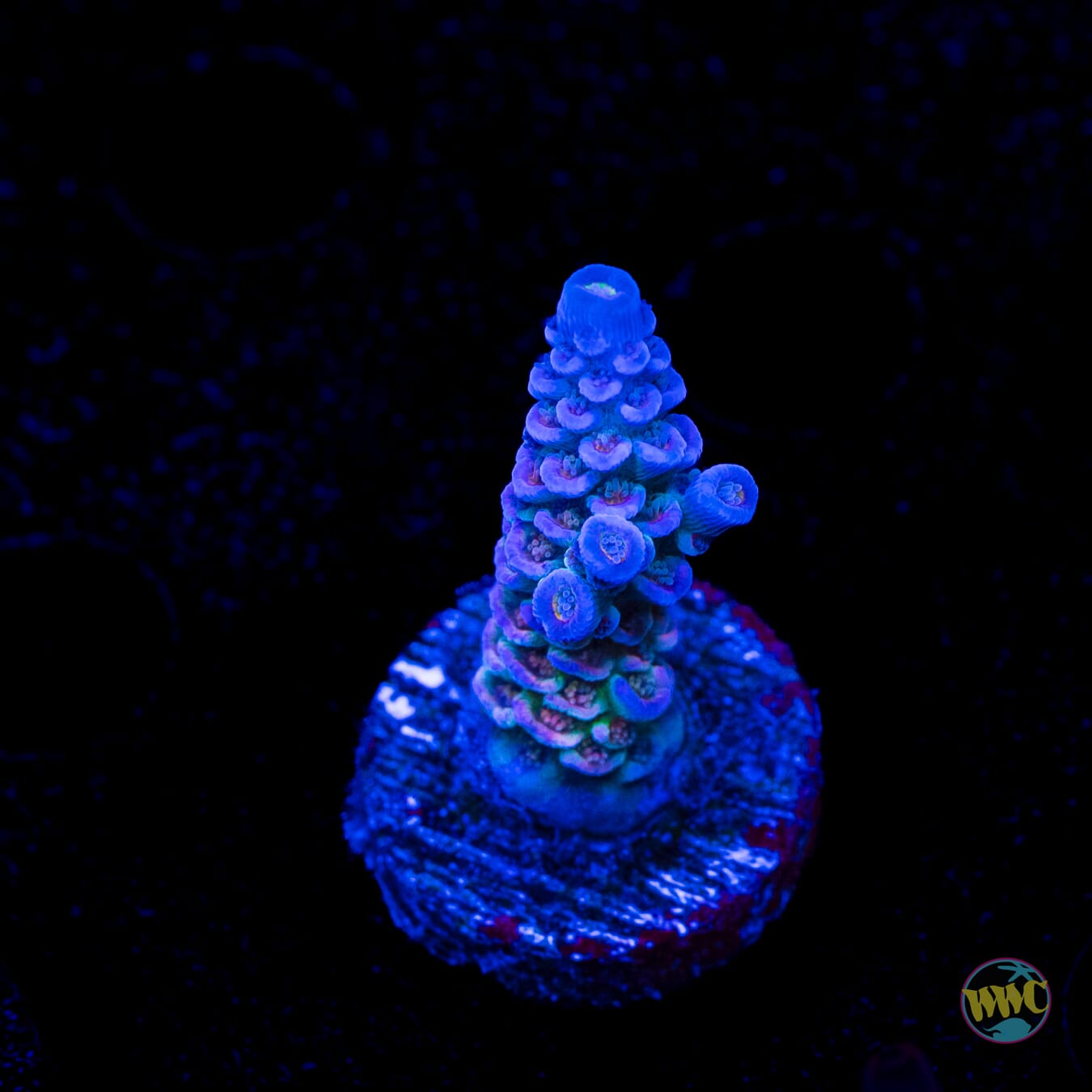 Jason Fox Jolt Acropora