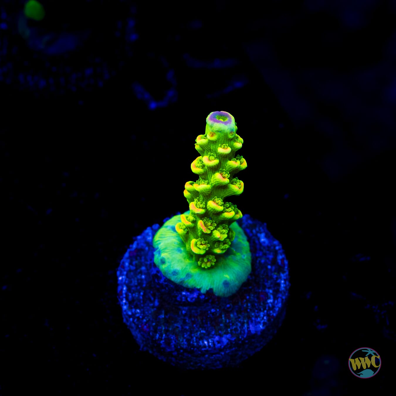 WWC Cash Me Outside Tenuis Acropora
