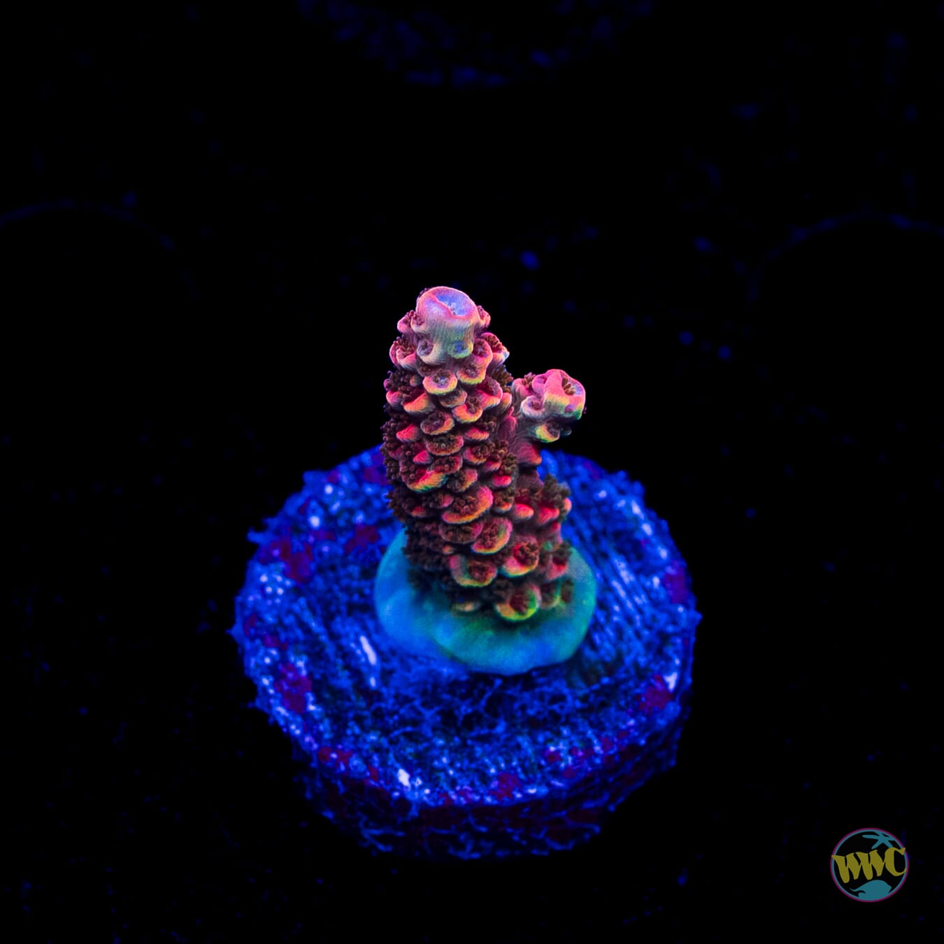 Bill Murray Acropora