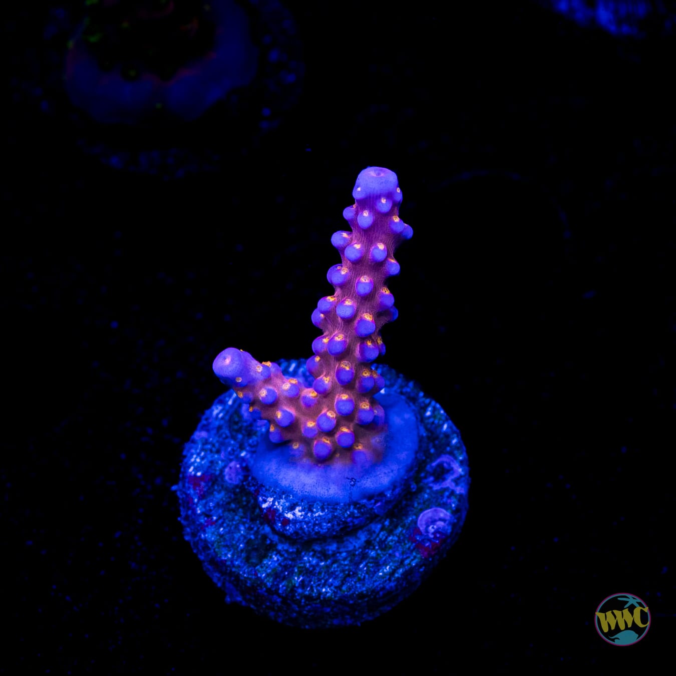 WWC All Star Acropora