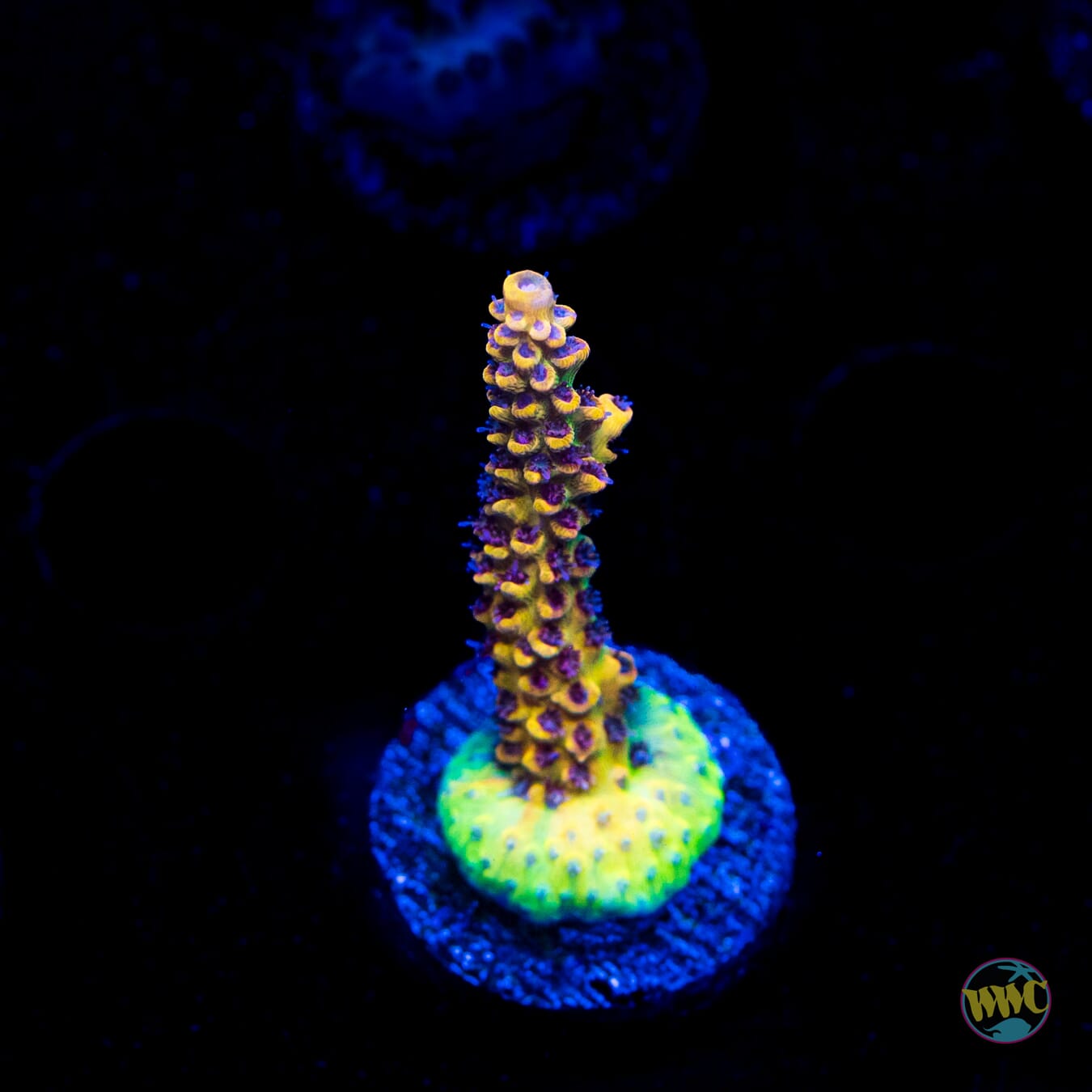 Tyree Pink Lemonade Acropora