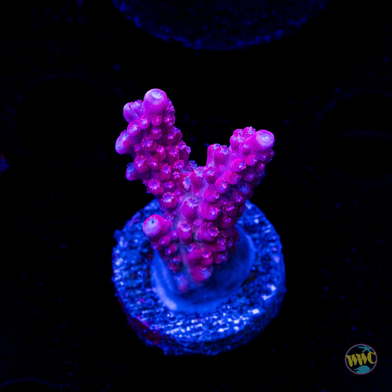 FF Red Robin Acropora