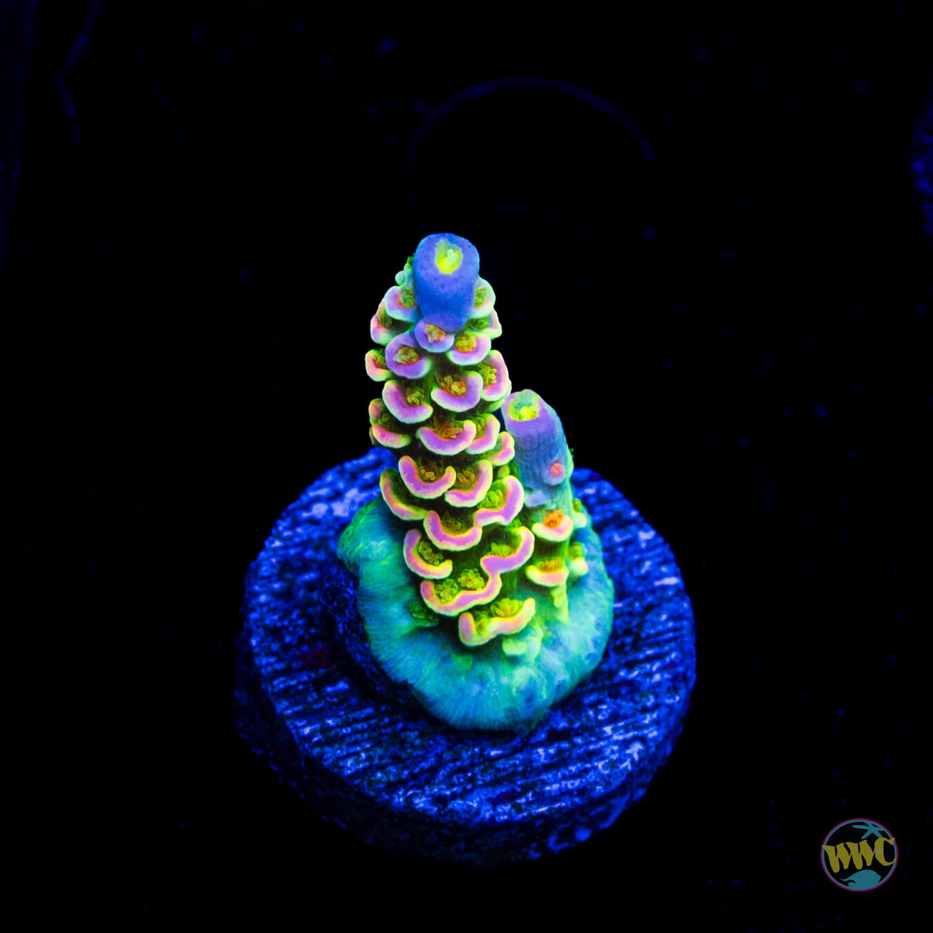 Jason Fox Homewrecker Tenuis Acropora