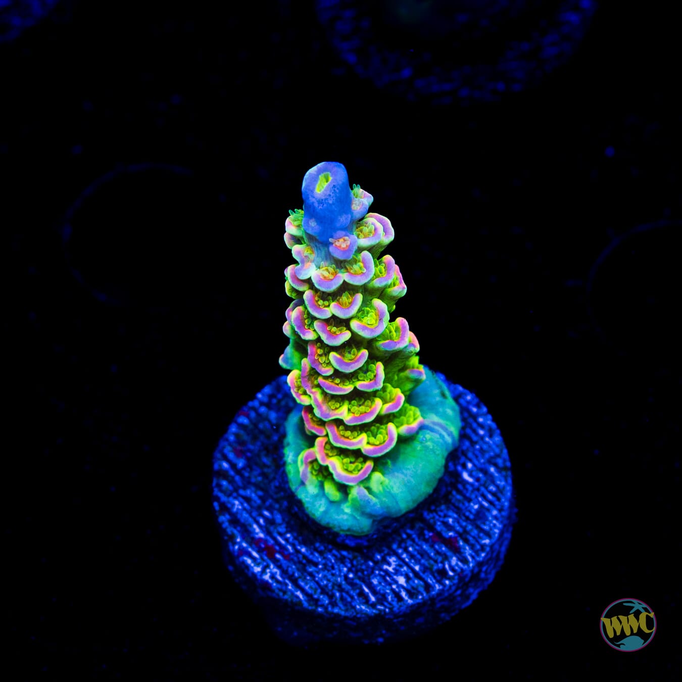 Jason Fox Homewrecker Tenuis Acropora