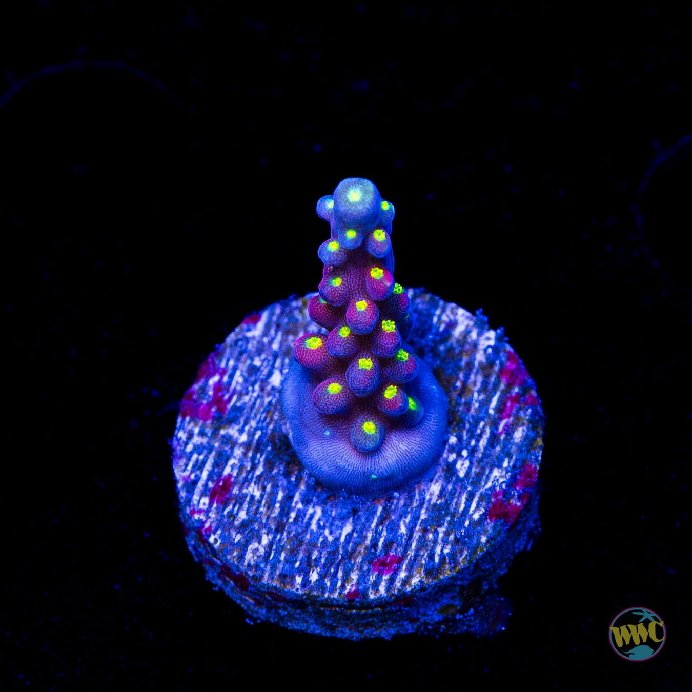 RR Firecracker Acropora