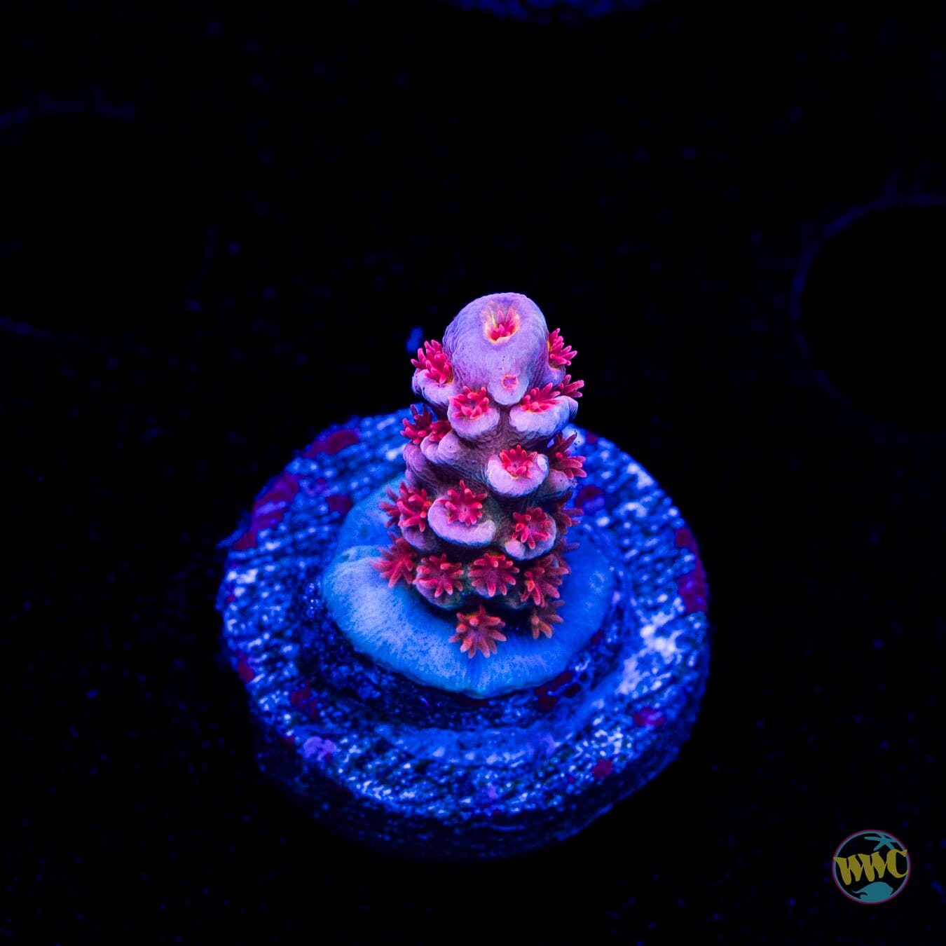 WWC Sex Panther Tenuis Acropora