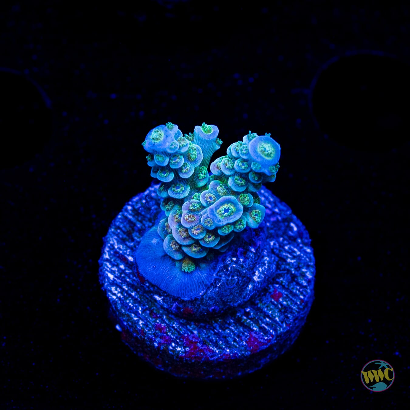 WWC Hair of the Dog Tenuis Acropora