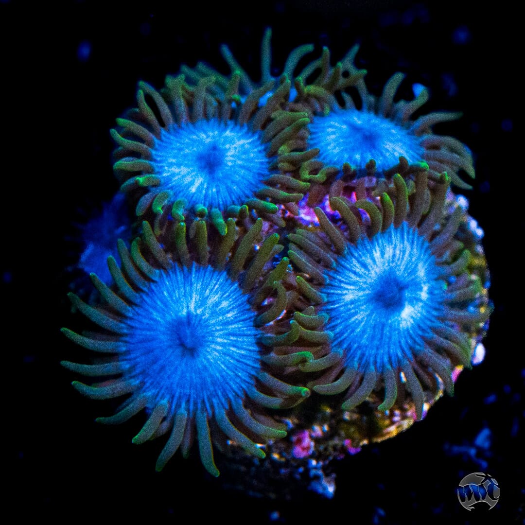 WWC Lich King Zoanthids - Daylight Photo