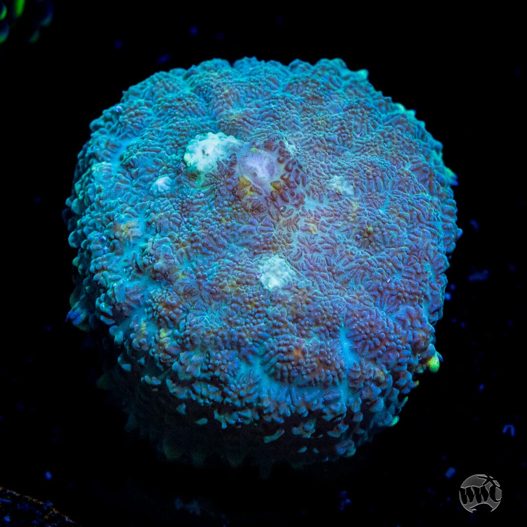 Iceberg Rhodactis Mushroom - Daylight Photo