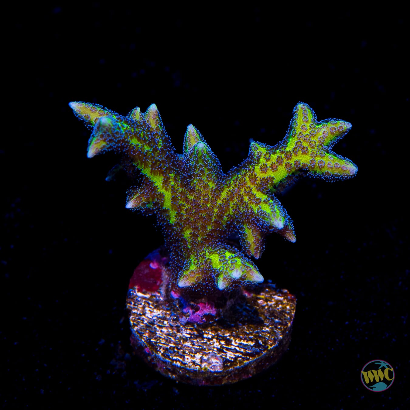 WWC Blue Polyp Birdsnest
