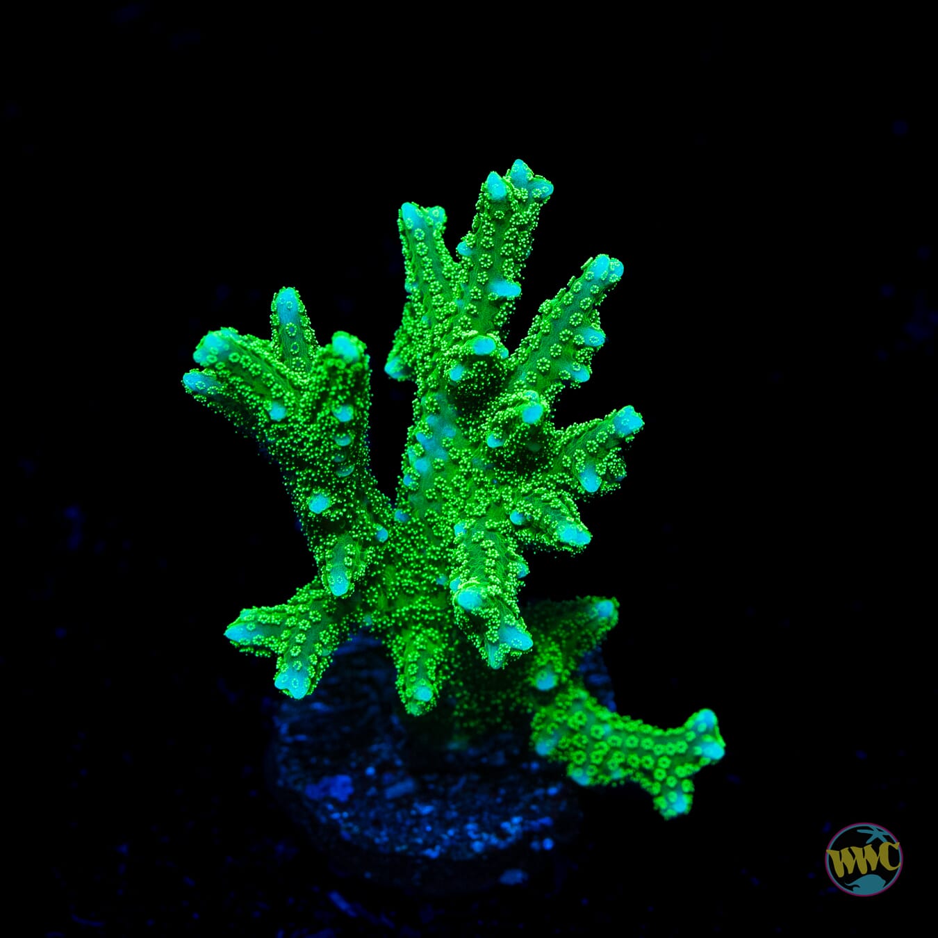 RW Jade Dragon Birdsnest