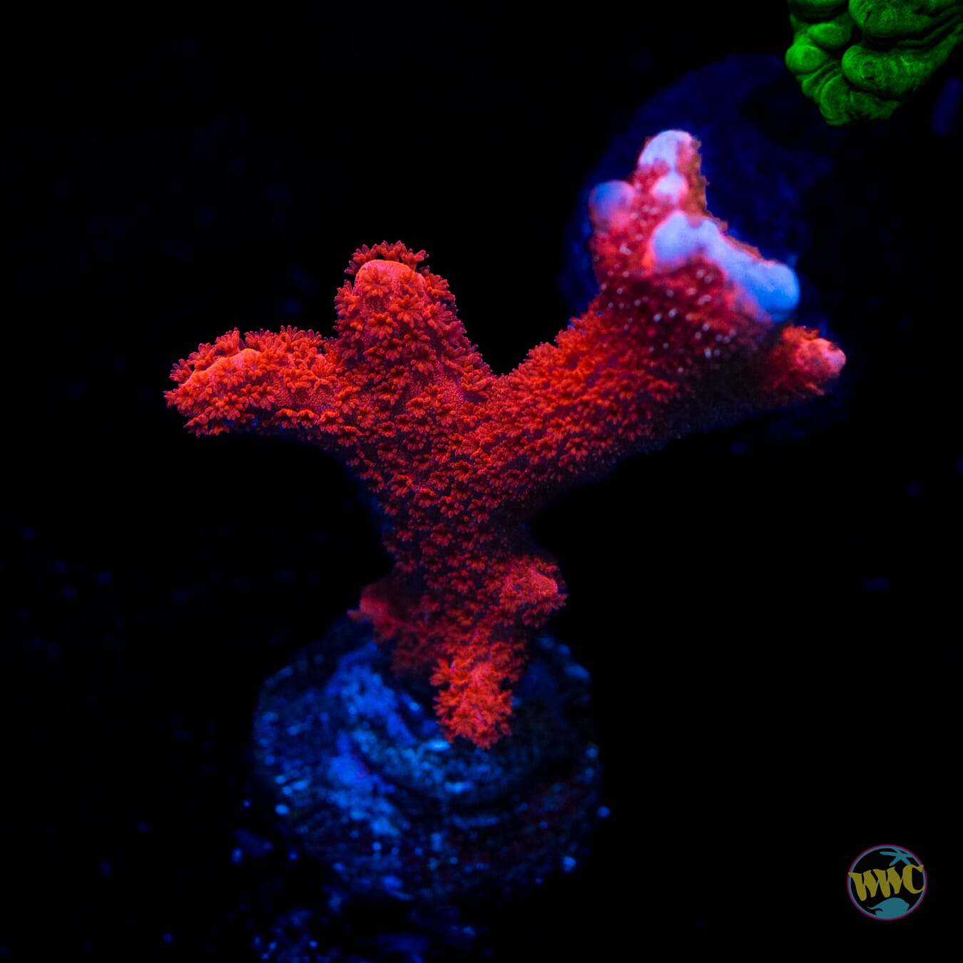 Red Digitata Montipora
