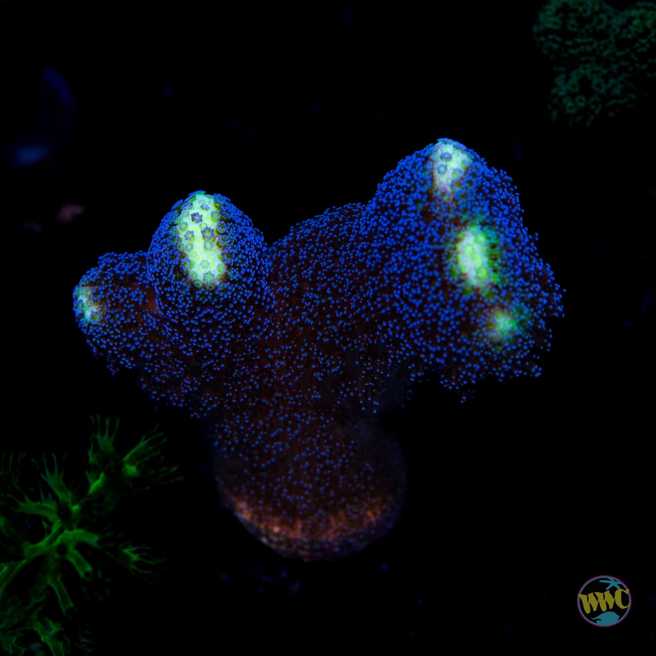 WWC Blue Stylophora