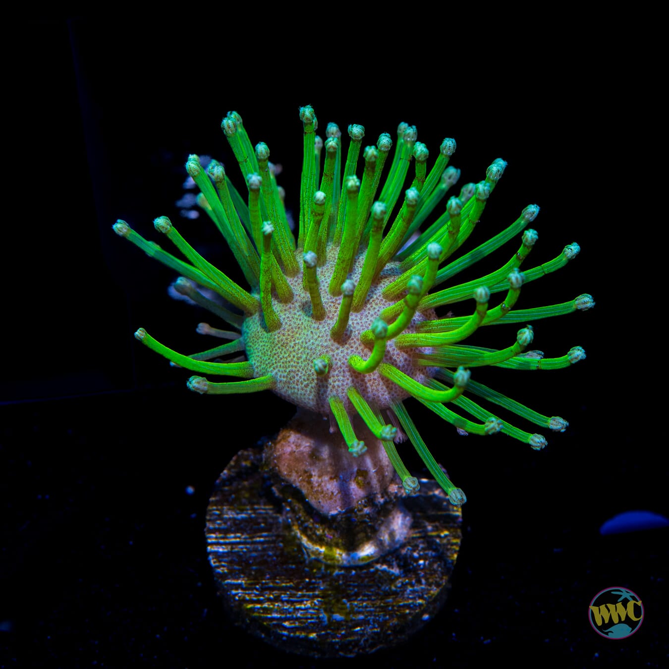 WWC Neon Long Polyp Toadstool Leather
