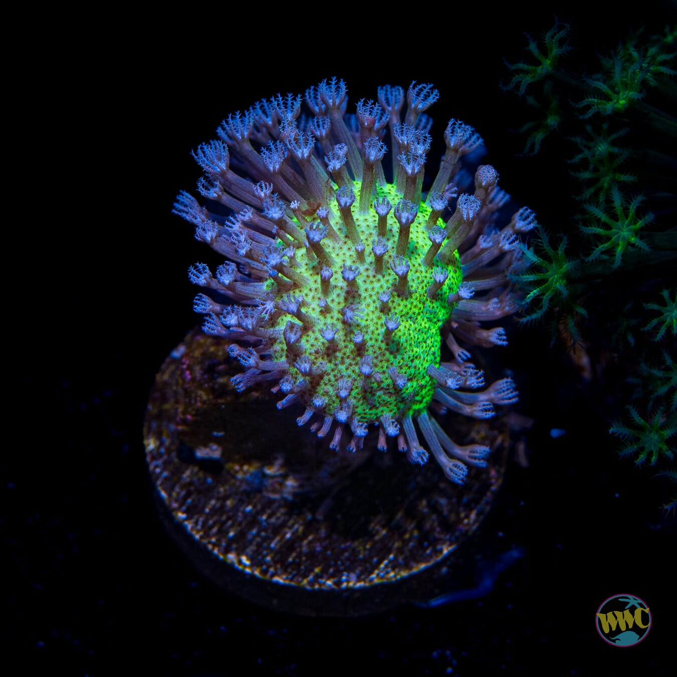 WWC Silver Polyp Toadstool Leather