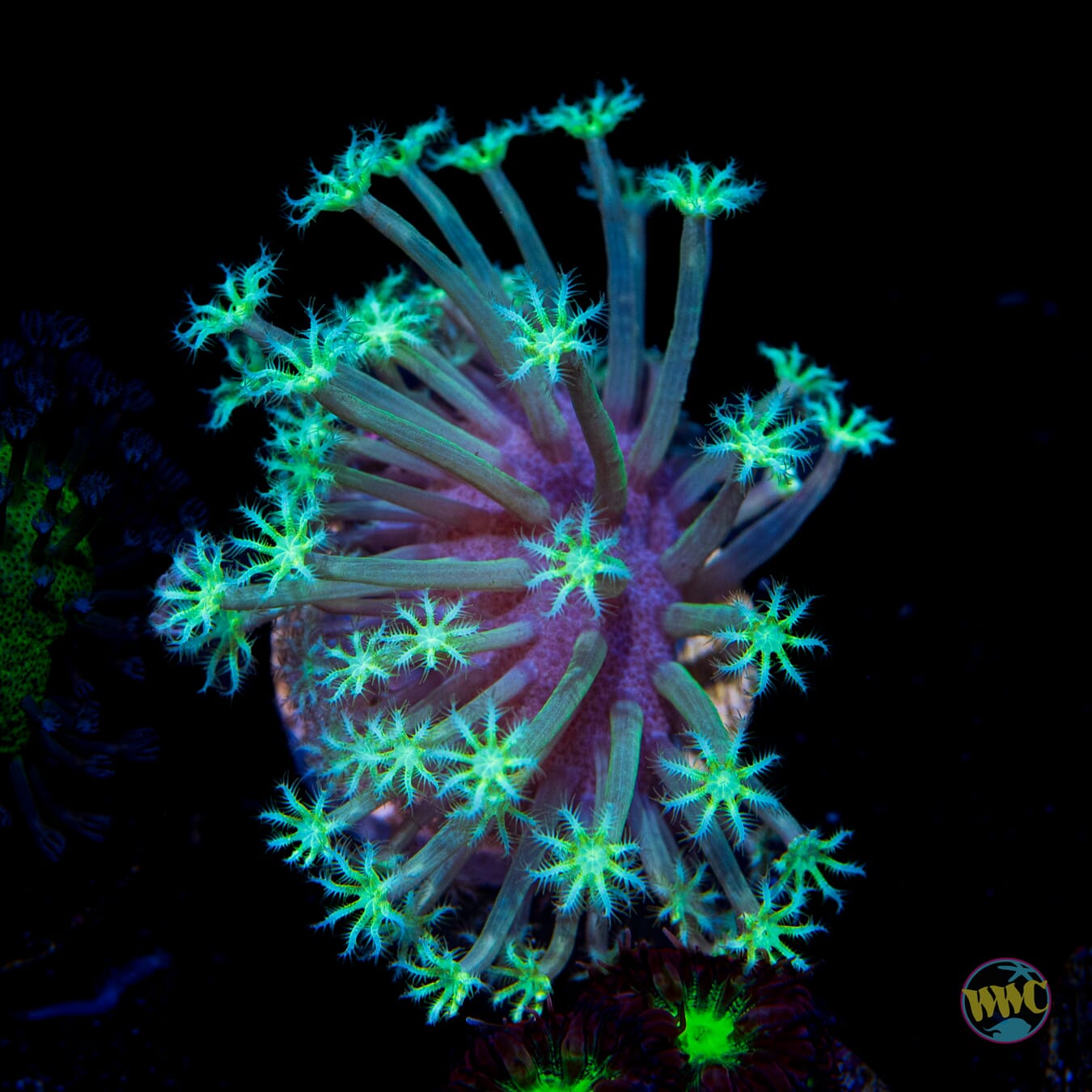 WWC Snowflake Long Polyp Toadstool Leather