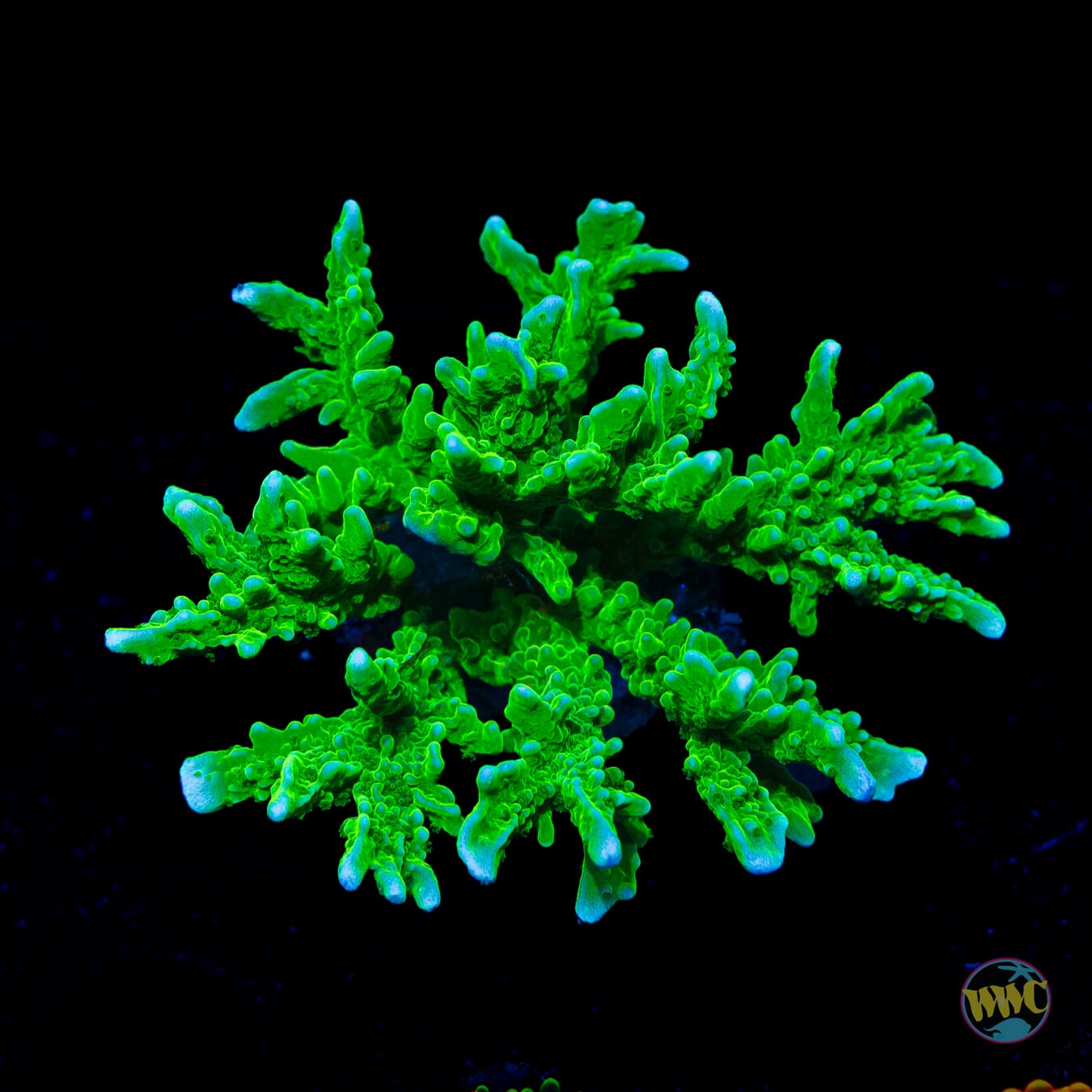 WWC Sour Apple Hirsuta Montipora