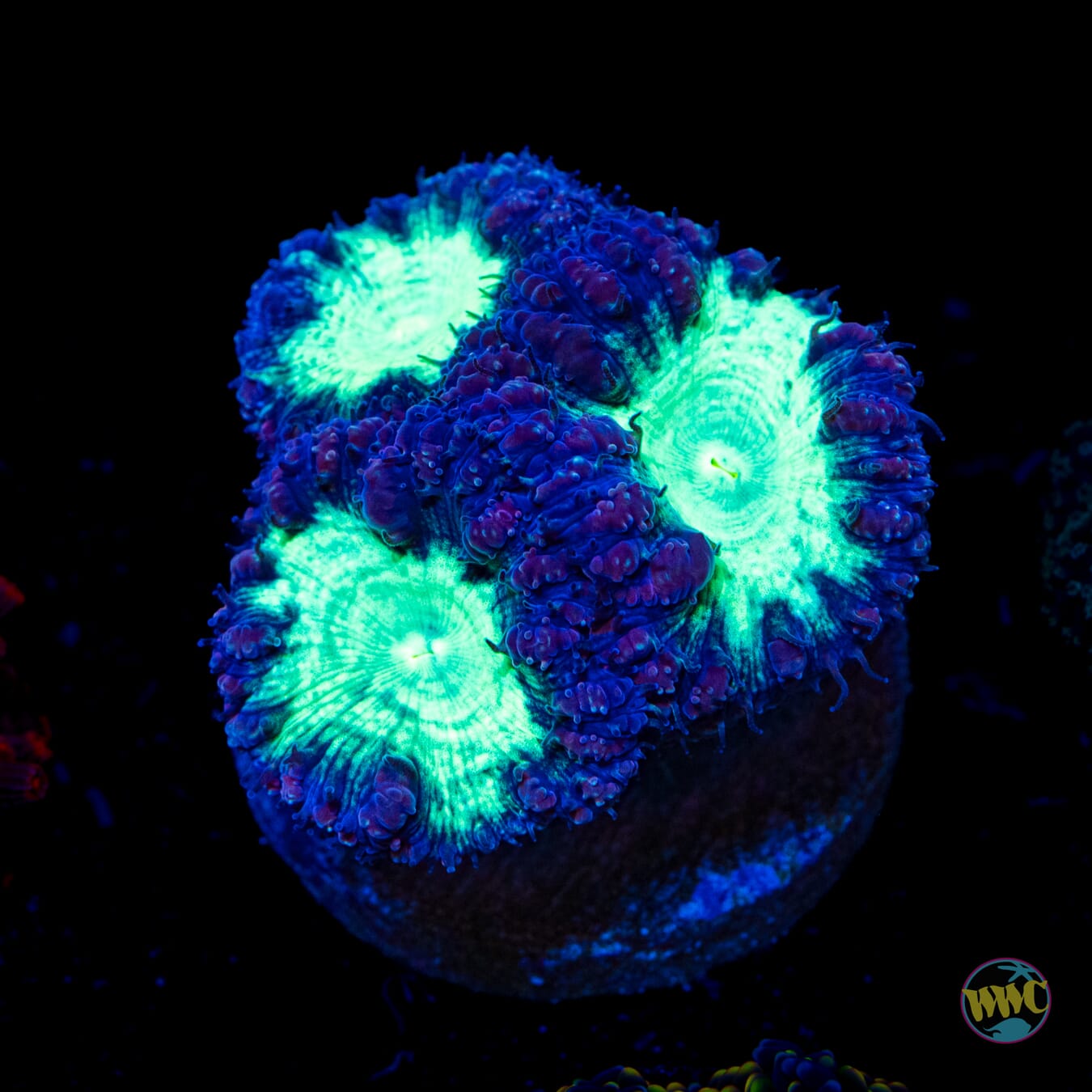 Neon Blastomussa