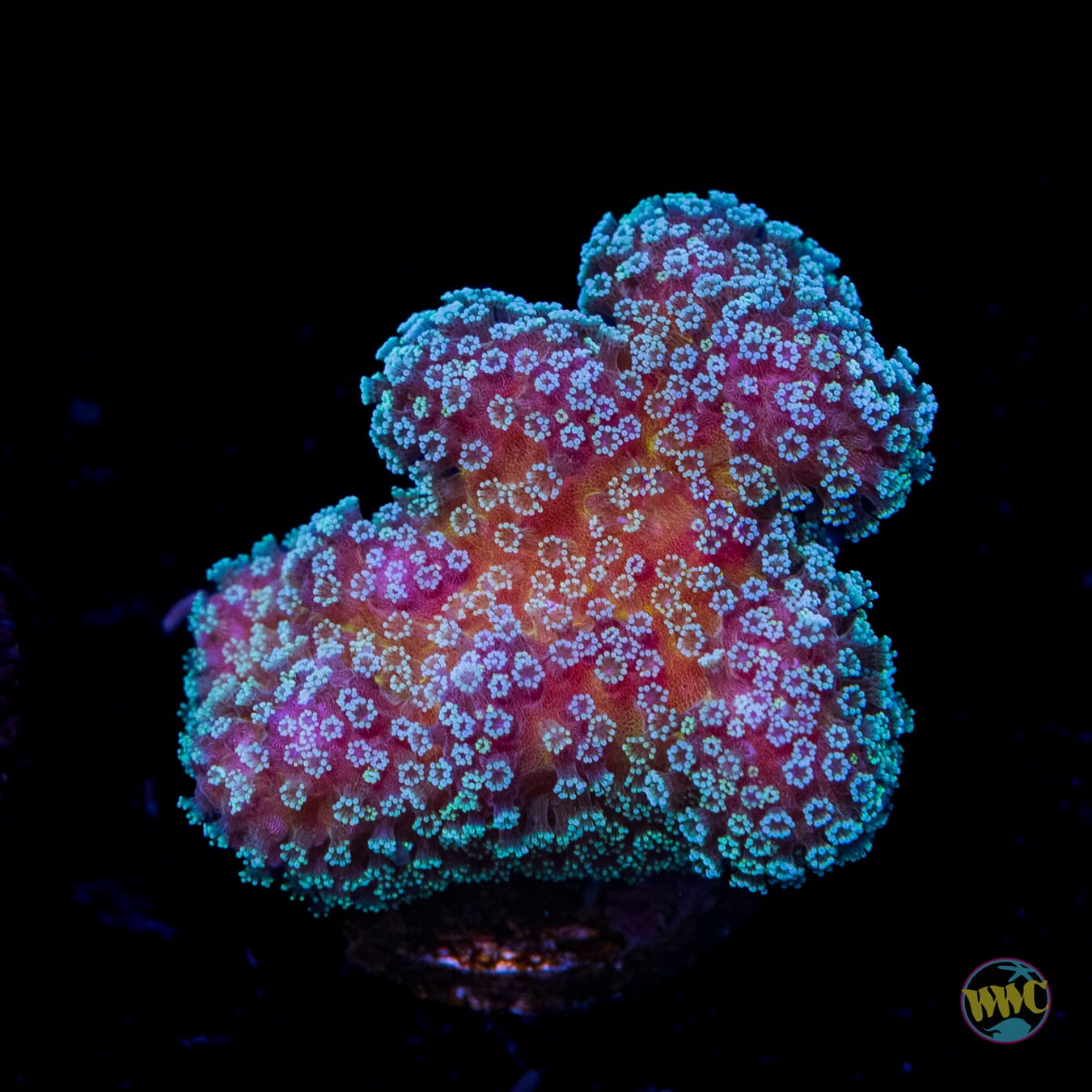 Tyree Rainbow Stylophora
