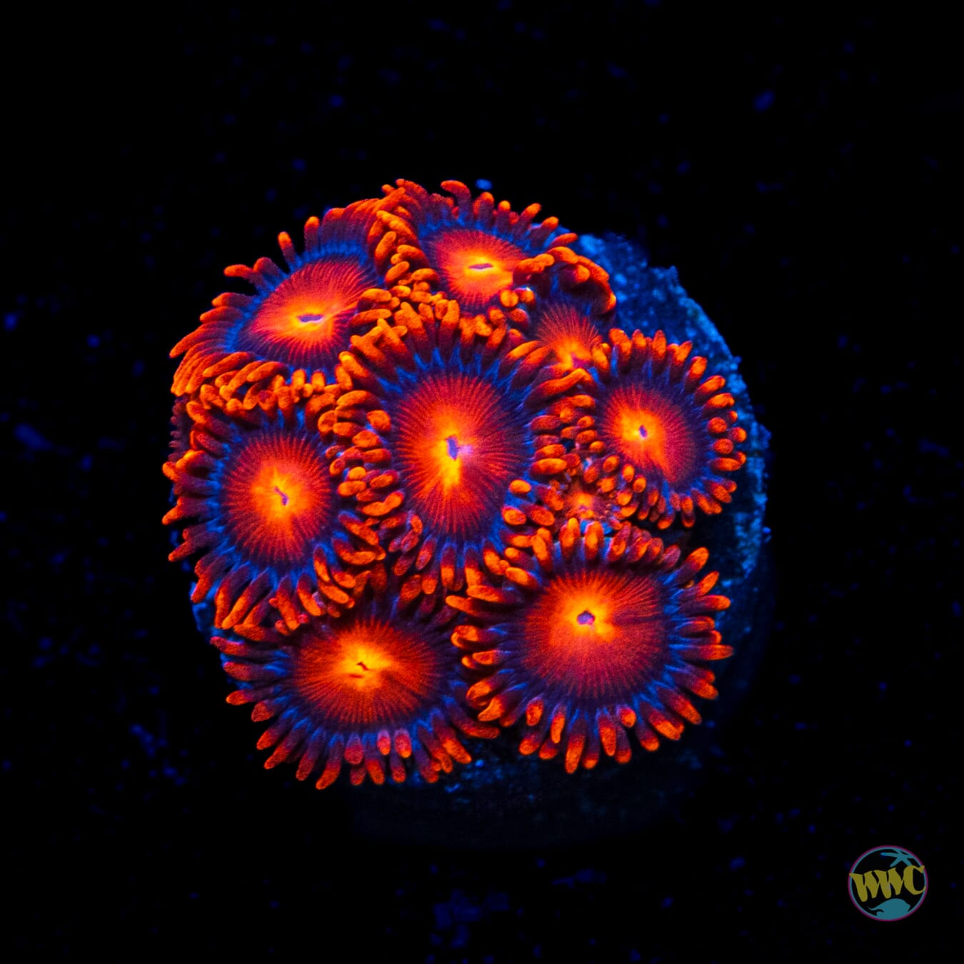 Bam Bamz Zoanthids