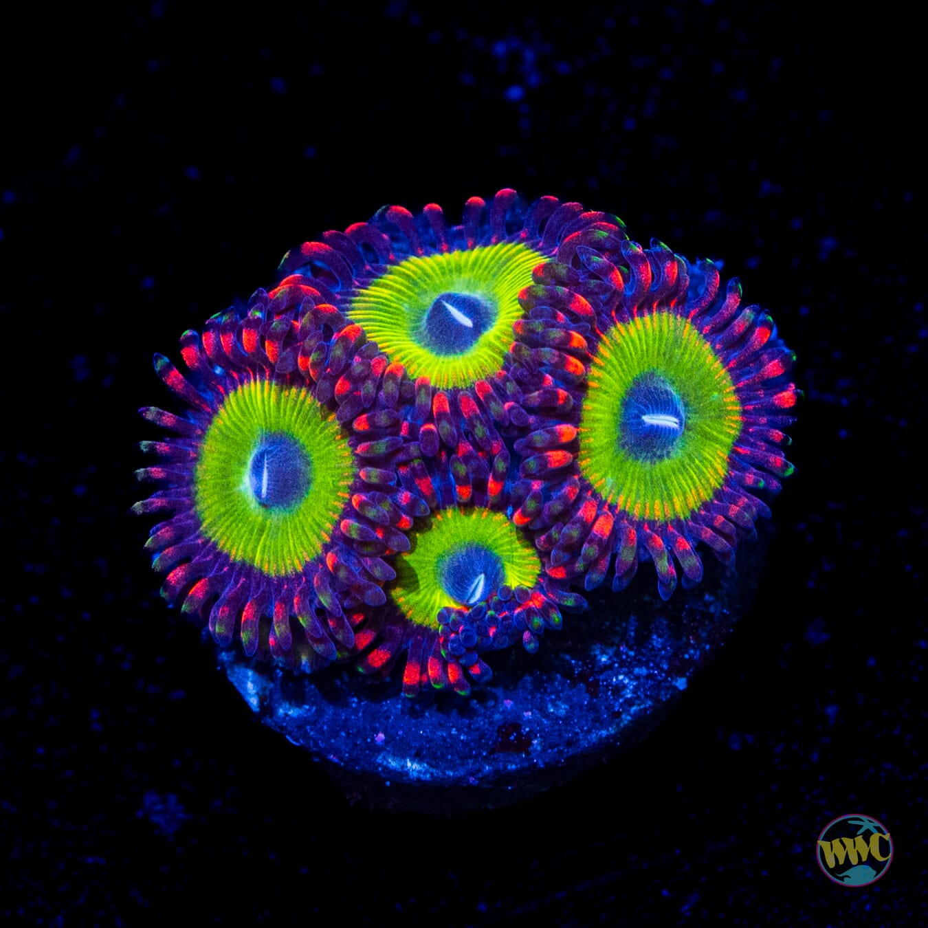 Candy Apple Red Zoanthids