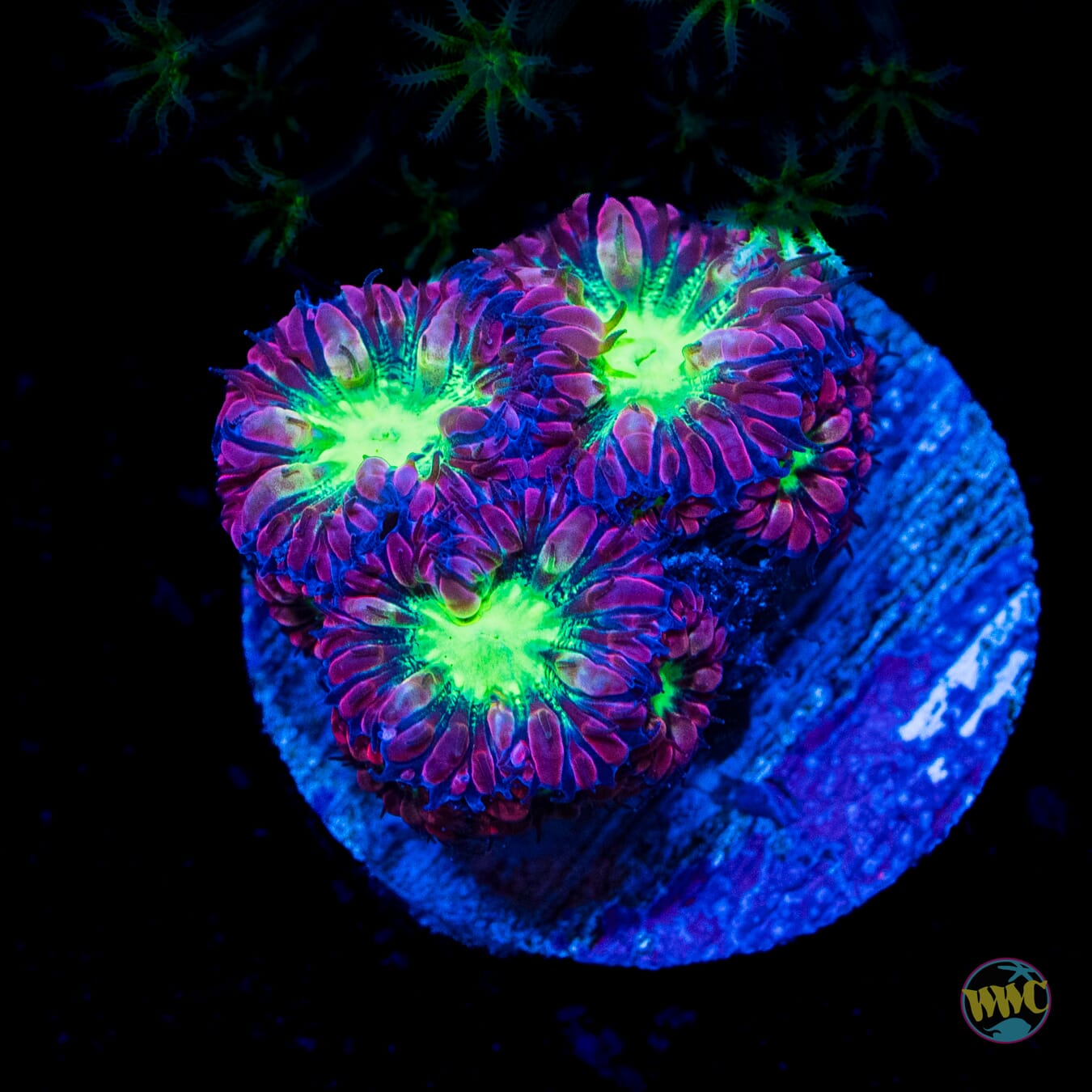 Twilight Merletti Blastomussa