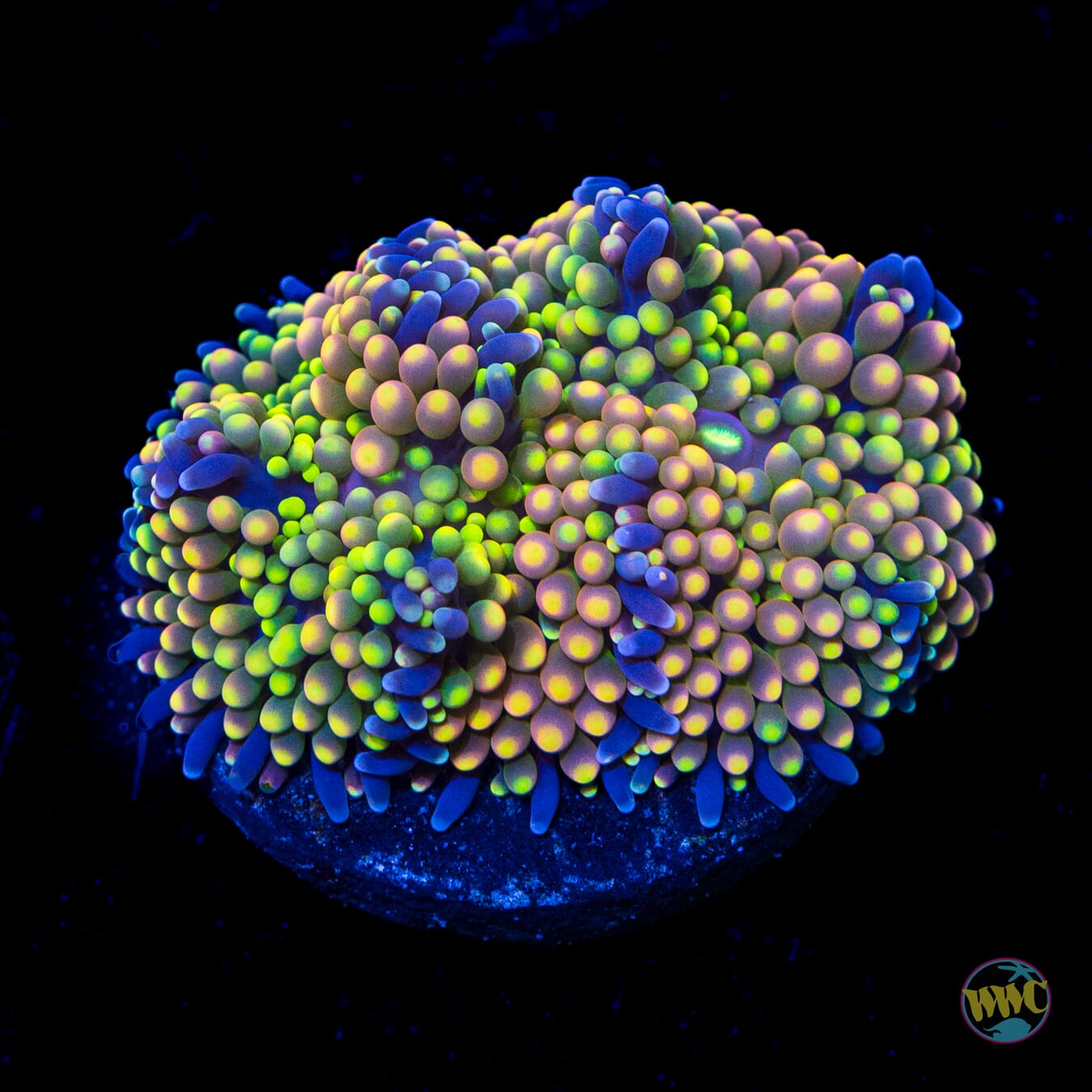 Lemon Haze Ricordea Mushroom