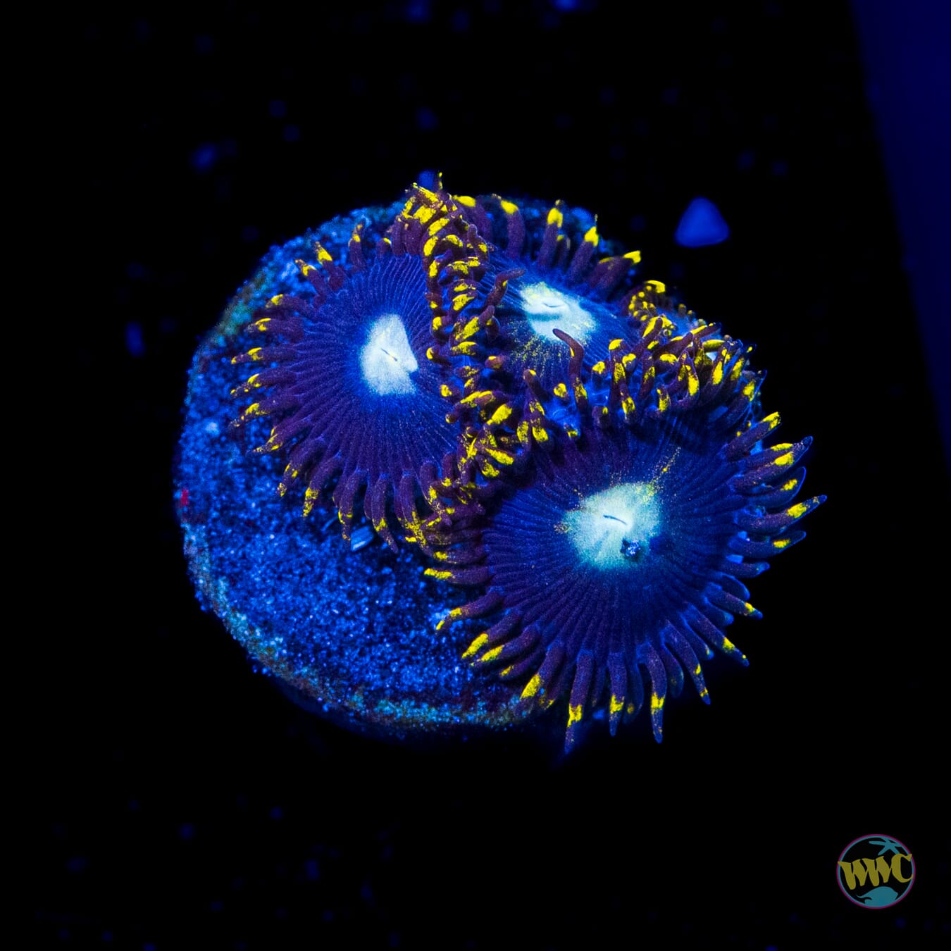 WWC Hail Lander Zoanthids
