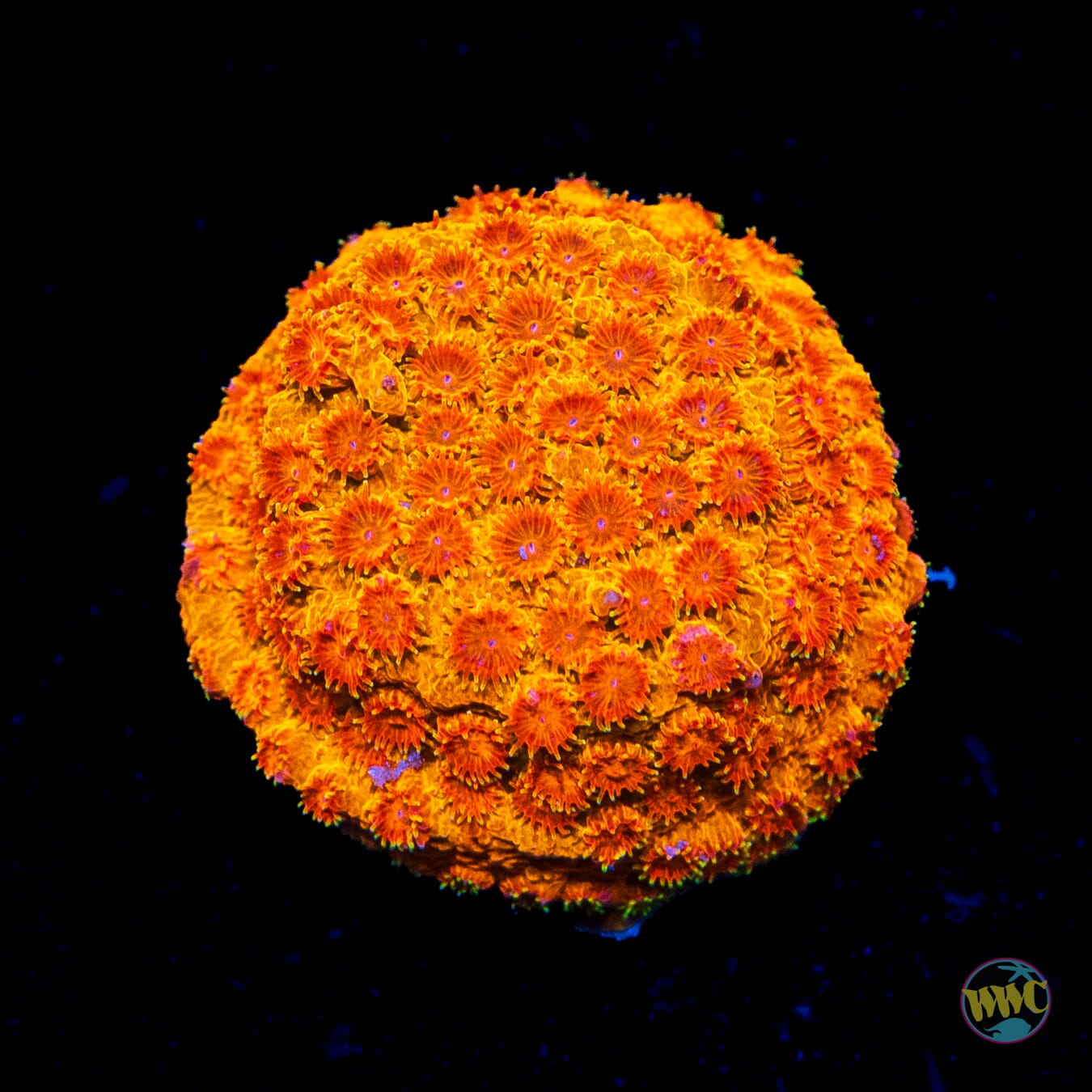 WWC Hi-Cee Cyphastrea