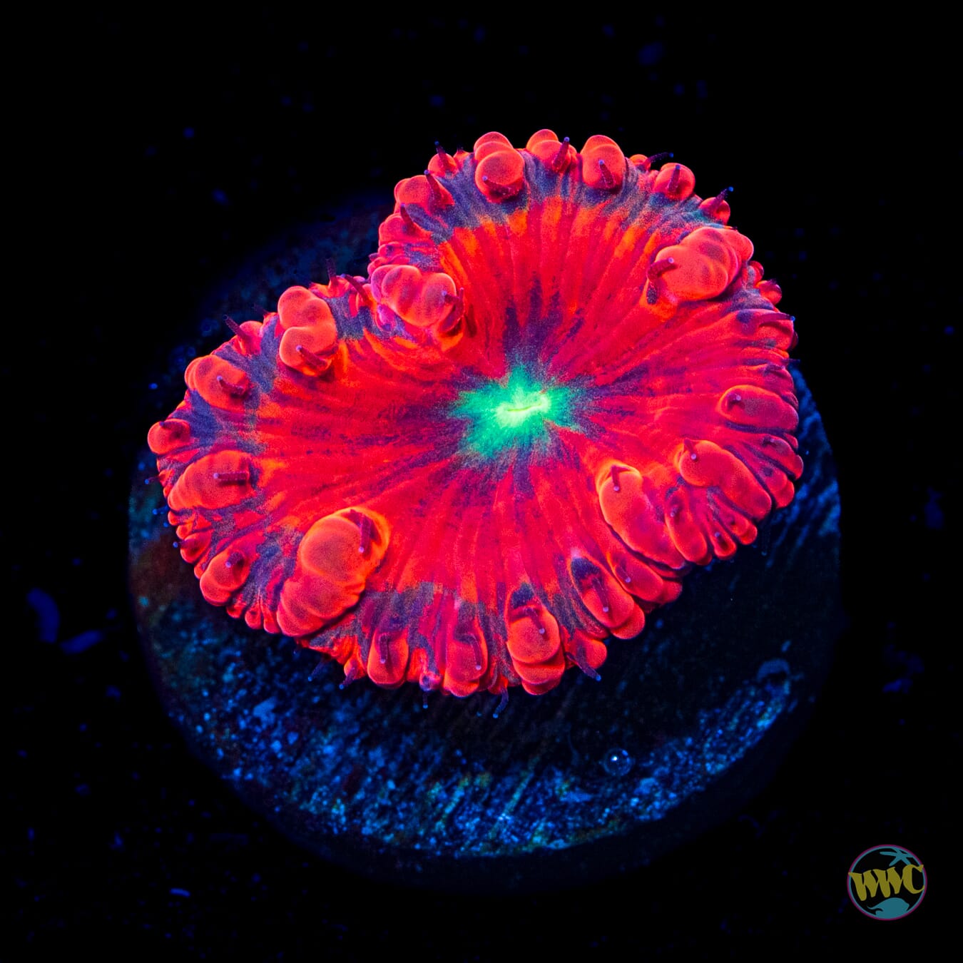 Warp Speed Blastomussa
