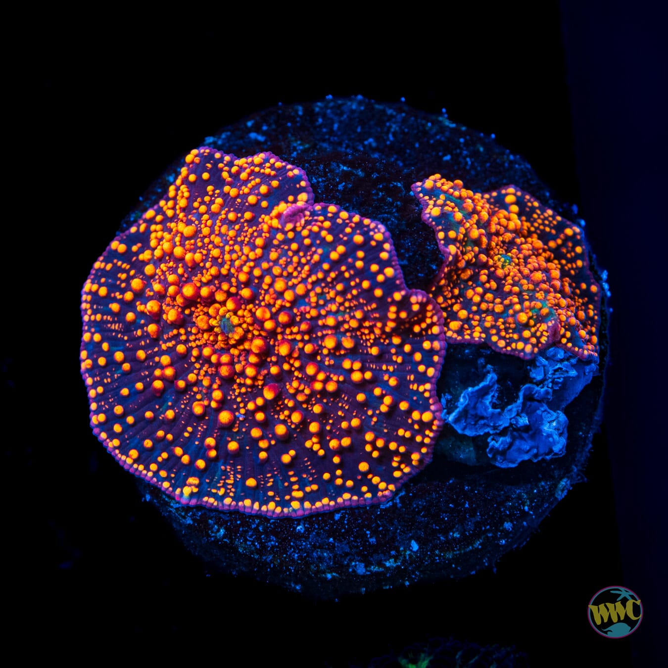Interstellar Disco Mushroom