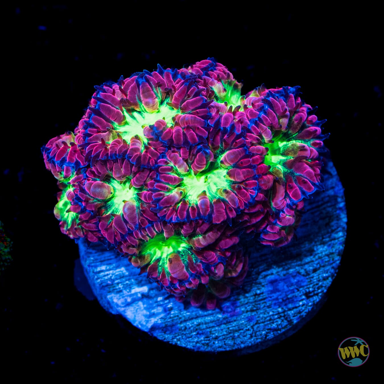 Twilight Merletti Blastomussa