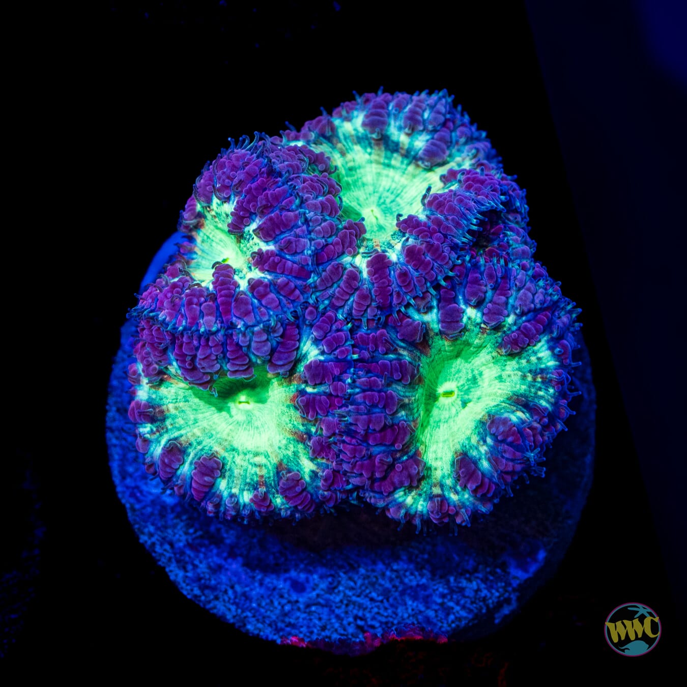 Neon Blastomussa