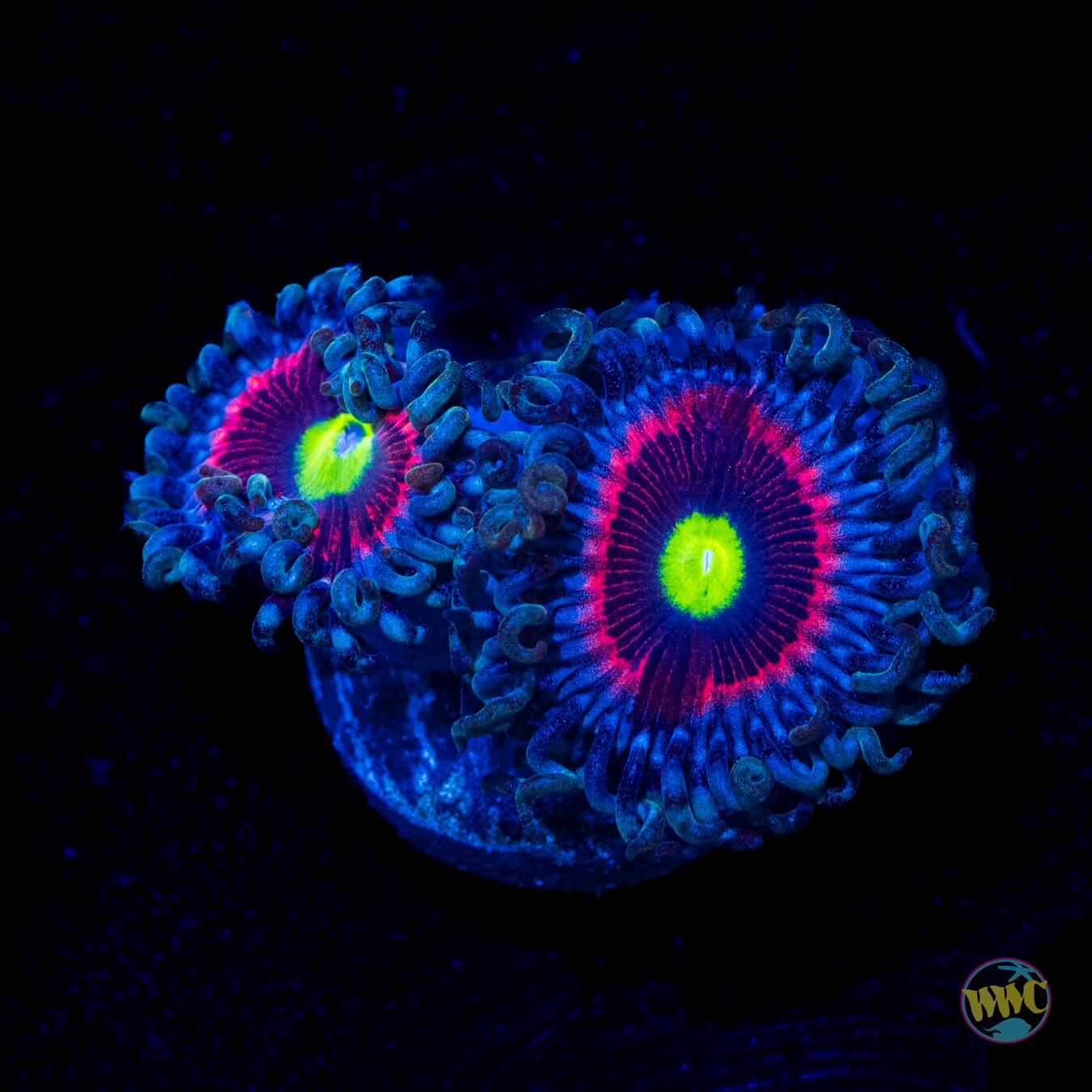 Pink Ring of Death Zoanthids