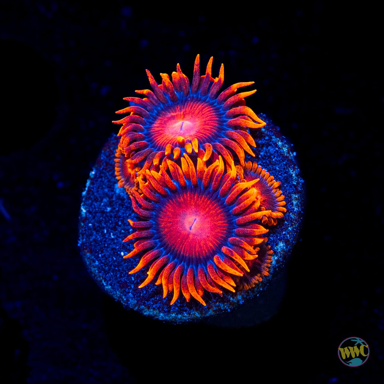 Bam Bamz Zoanthids